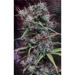 Etiope X Malawi Feminizada de Ace Seeds