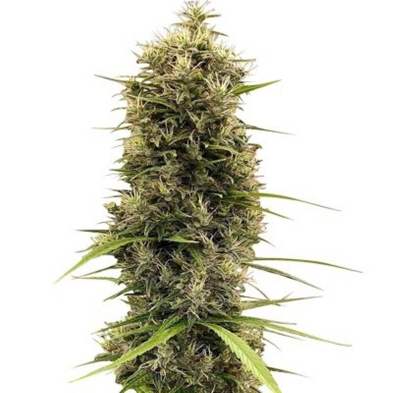 Golden Tiger 3ª Version Feminizada de Ace Seeds