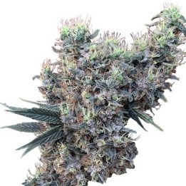 Golden Tiger X Panama Feminizada de Ace Seeds
