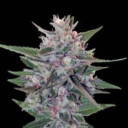 Hashplant S1 Feminizada de Ace Seeds
