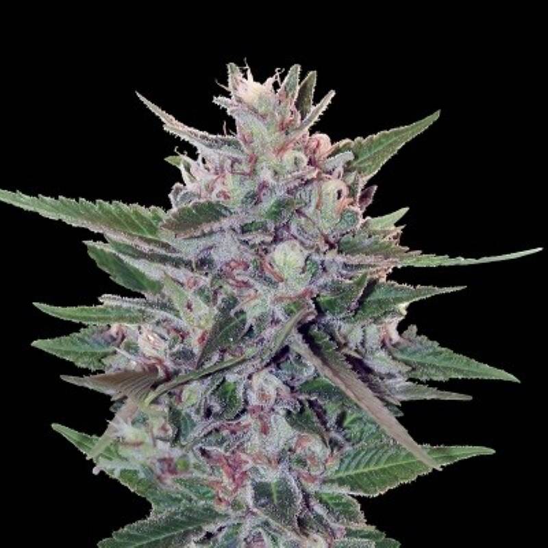 Hashplant S1 Feminizada de Ace Seeds