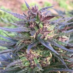 Honduras Breeze Feminizada de Ace Seeds