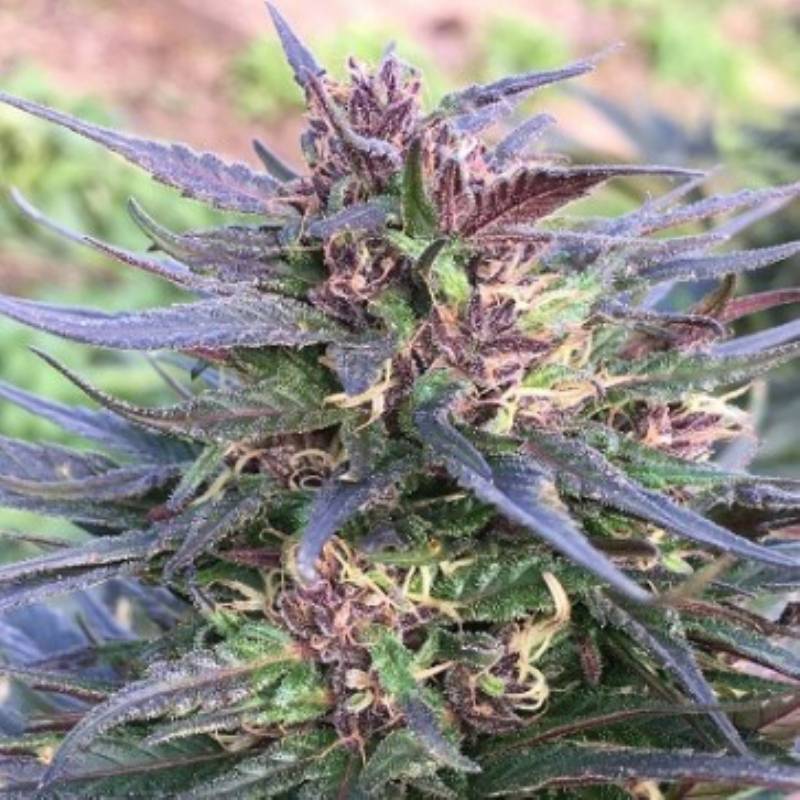 Honduras Breeze Feminizada de Ace Seeds Honduras Breeze Feminizada de Ace Seeds