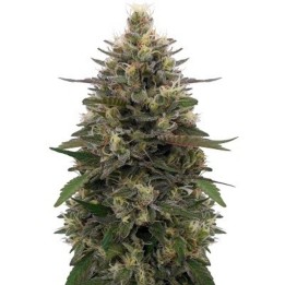 Pakistani Skunk Feminizada de Ace Seeds