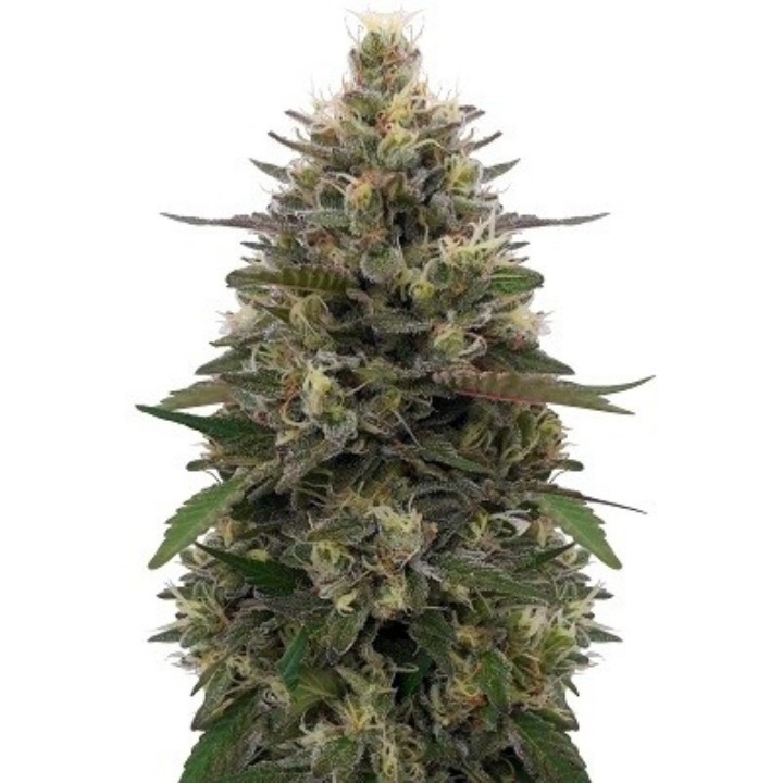Pakistani Skunk Feminizada de Ace Seeds