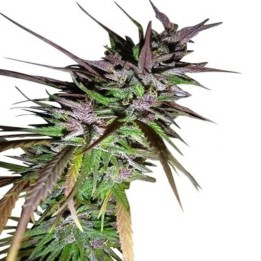 Purple Pakistani Haze Feminizada de Ace Seeds