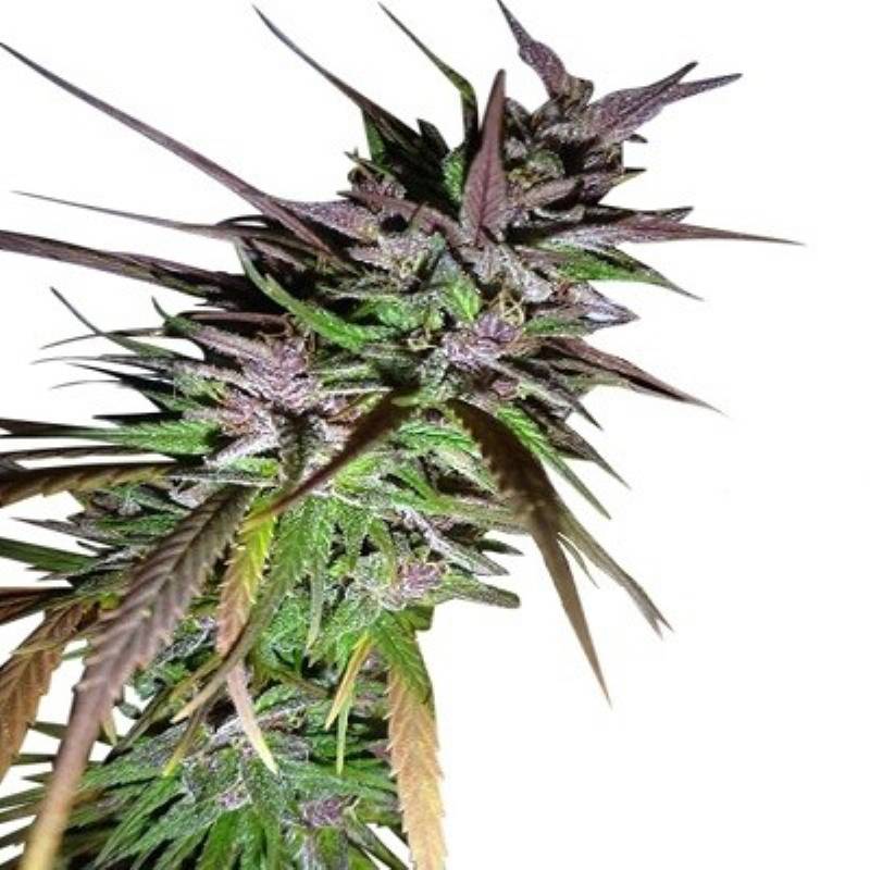 Purple Pakistani Haze Feminizada de Ace Seeds Purple Pakistani Haze Feminizada de Ace Seeds
