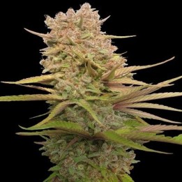 Red Sapphire Feminizada de Ace Seeds