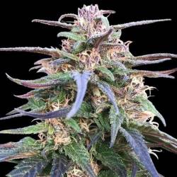 Zamal Bliss Feminizada de Ace Seeds