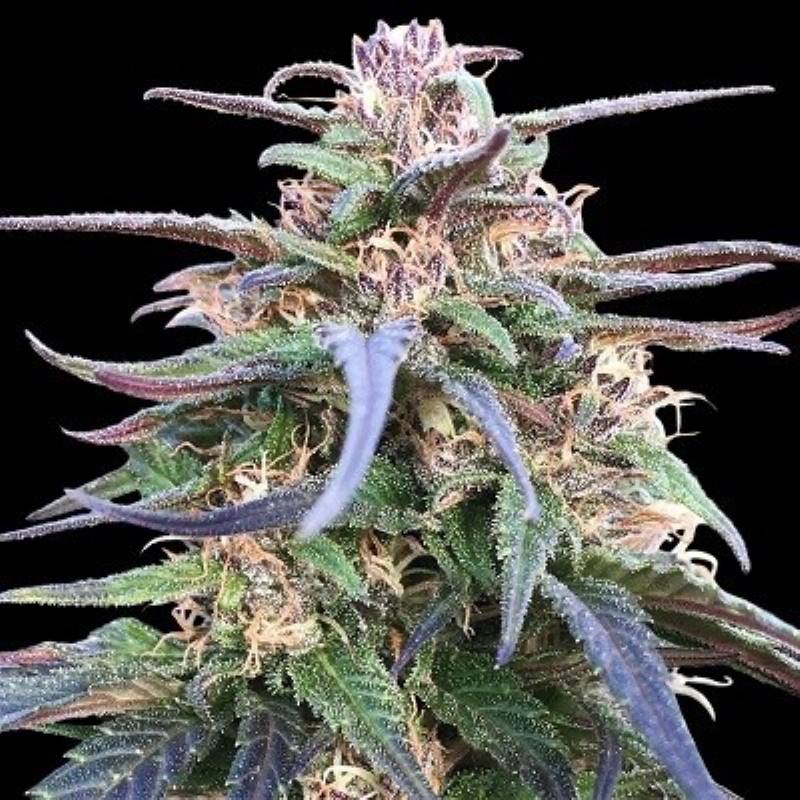 Zamal Bliss Feminizada de Ace Seeds