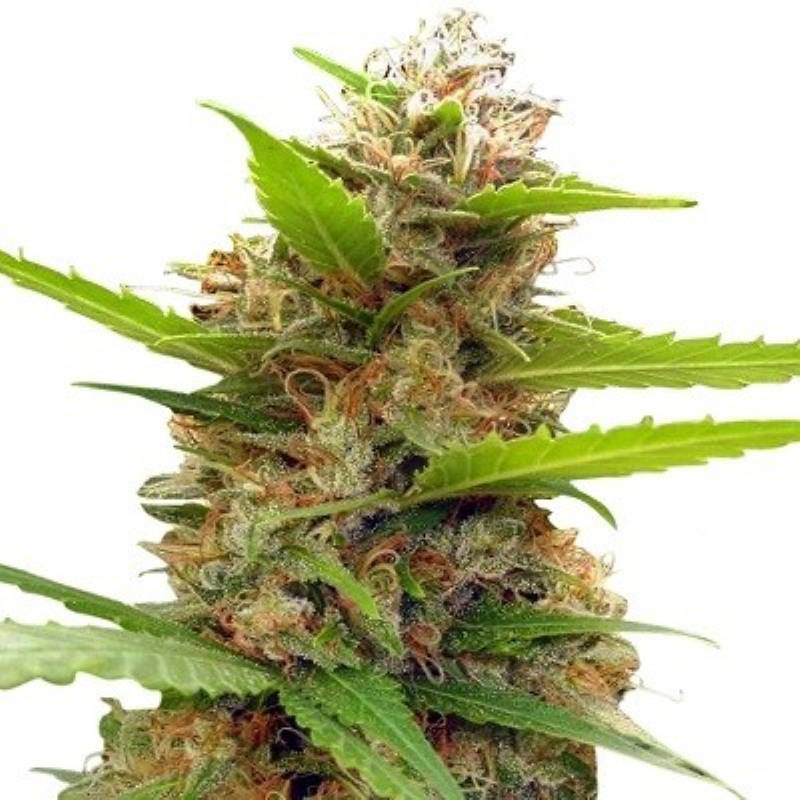 Zamaldelica X Nepal Jam Feminizada de Ace Seeds