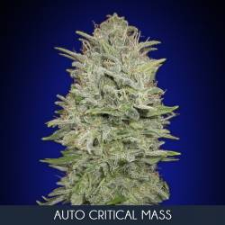 Auto Critical Mass Feminizada de Advanced Seeds