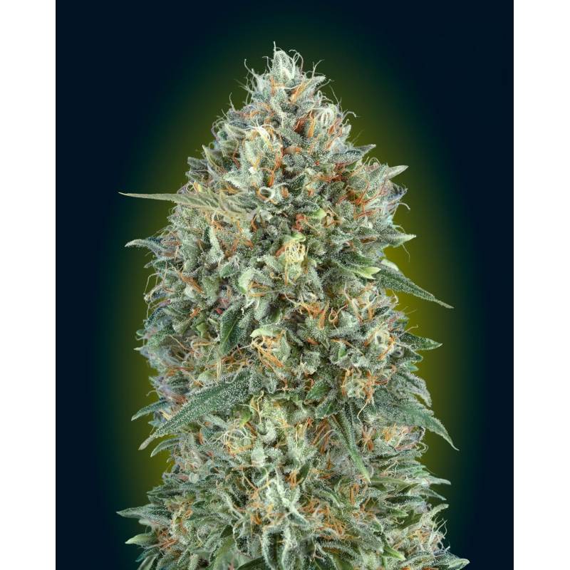 Auto Gelato 33 Feminizada de Advanced Seeds