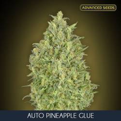 Auto Pineapple Glue Feminizada