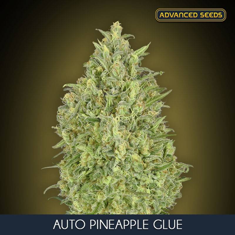 Auto Pineapple Glue Feminizada de Advanced Seeds