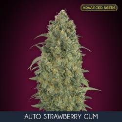 Auto Strawberry Gum Feminizada de Advanced Seeds
