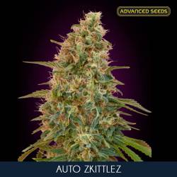 Auto Zkittlez Feminizada