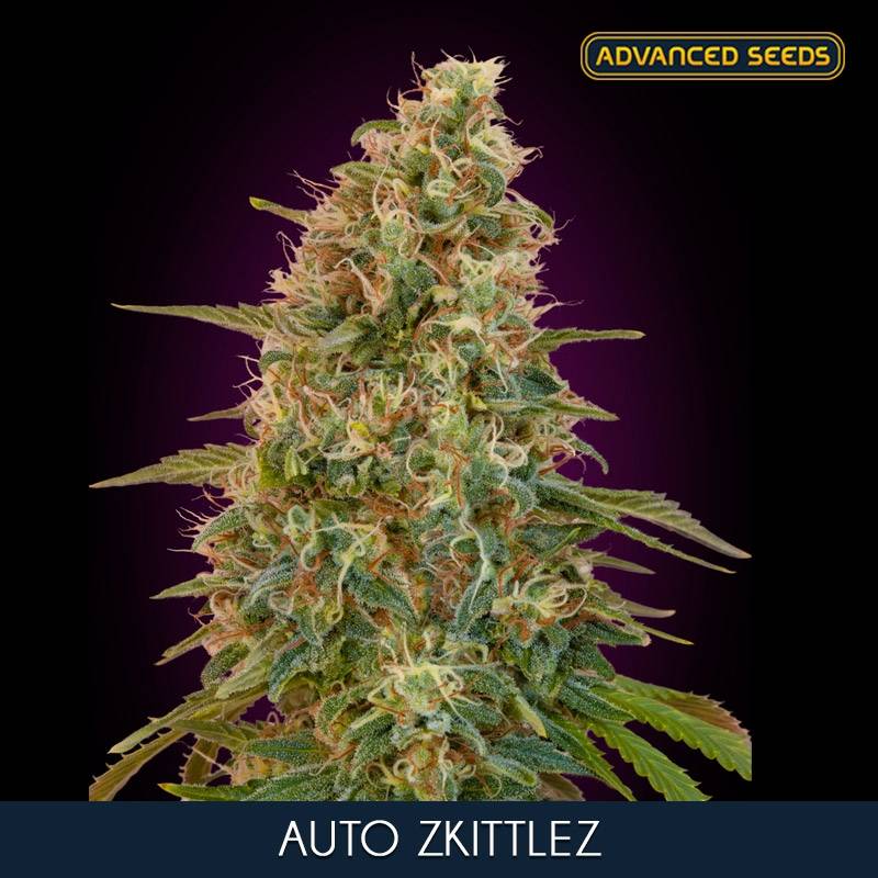 Auto Zkittlez Feminizada de Advanced Seeds