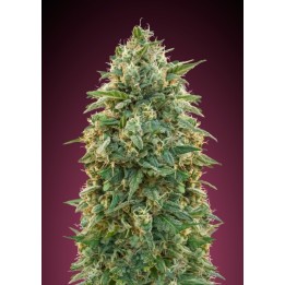 Female Collection #5 Feminizada de Advanced Seeds