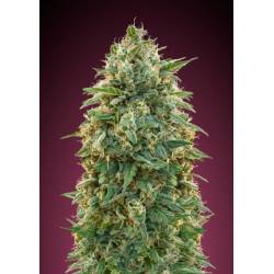 Female Collection #5 Feminizada de Advanced Seeds