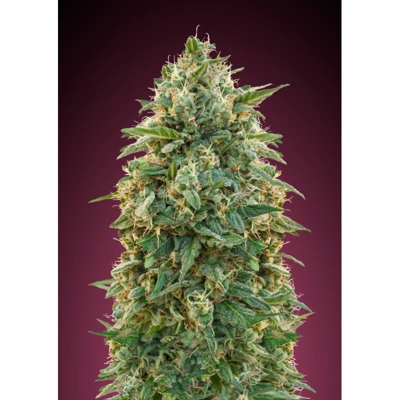 Female Collection #5 Feminizada de Advanced Seeds