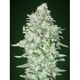 Og Kush Sfv Feminizada de Advanced Seeds