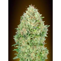 Pineapple Glue Feminizada de Advanced Seeds