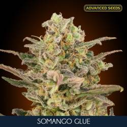 Somango Glue Feminizada