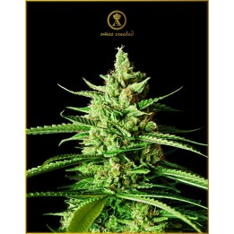Ak-01 Feminizada de Anaconda Seeds
