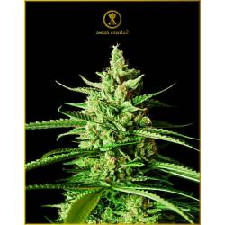 Ak-01 Feminizada de Anaconda Seeds