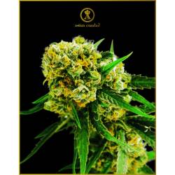 Amnesia Haze Feminizada de Anaconda Seeds