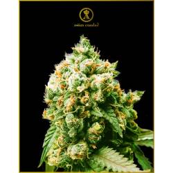 Anaconda Feminizada de Anaconda Seeds