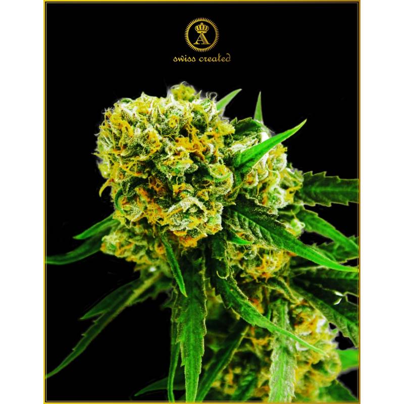 Amnesia Haze Autofloreciente Feminizada de Anaconda Seeds