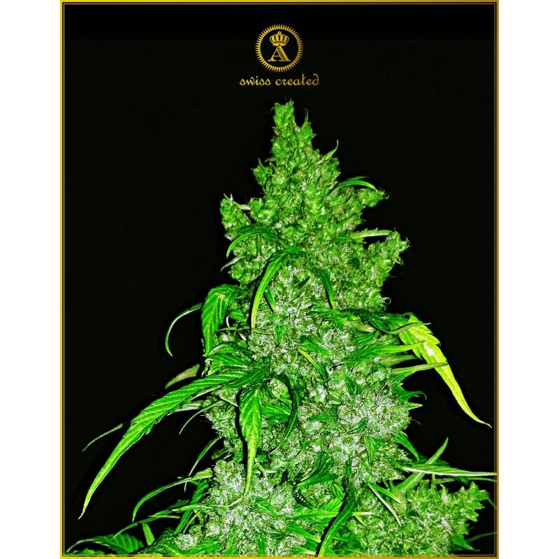 Anaconda Autofloreciente Feminizada de Anaconda Seeds