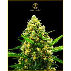 Hypnotic Autofloreciente Feminizada de Anaconda Seeds