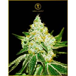 Northern Sky Autofloreciente Feminizada de Anaconda Seeds