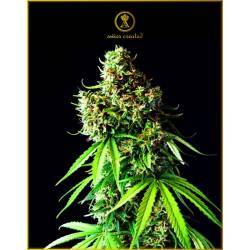 Big Bubble Feminizada de Anaconda Seeds