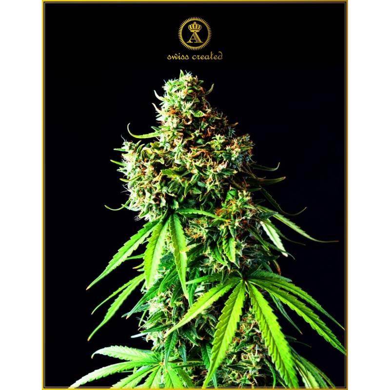 Big Bubble Feminizada de Anaconda Seeds