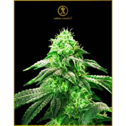 Hypnotic Feminizada de Anaconda Seeds