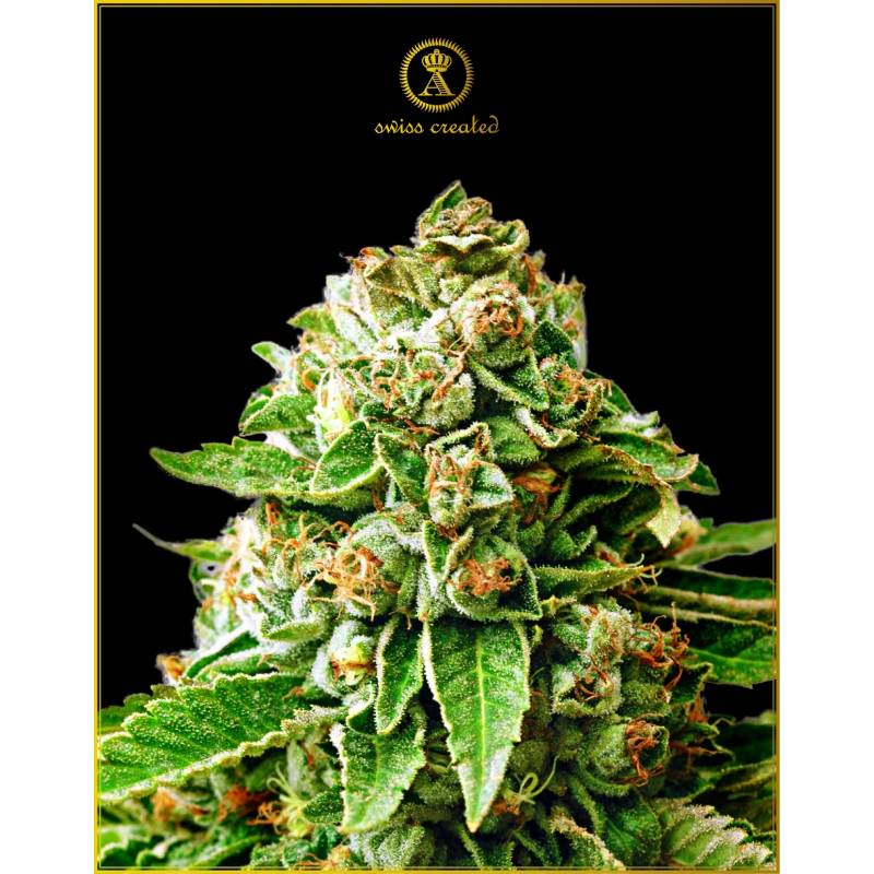 Og Kush Feminizada de Anaconda Seeds