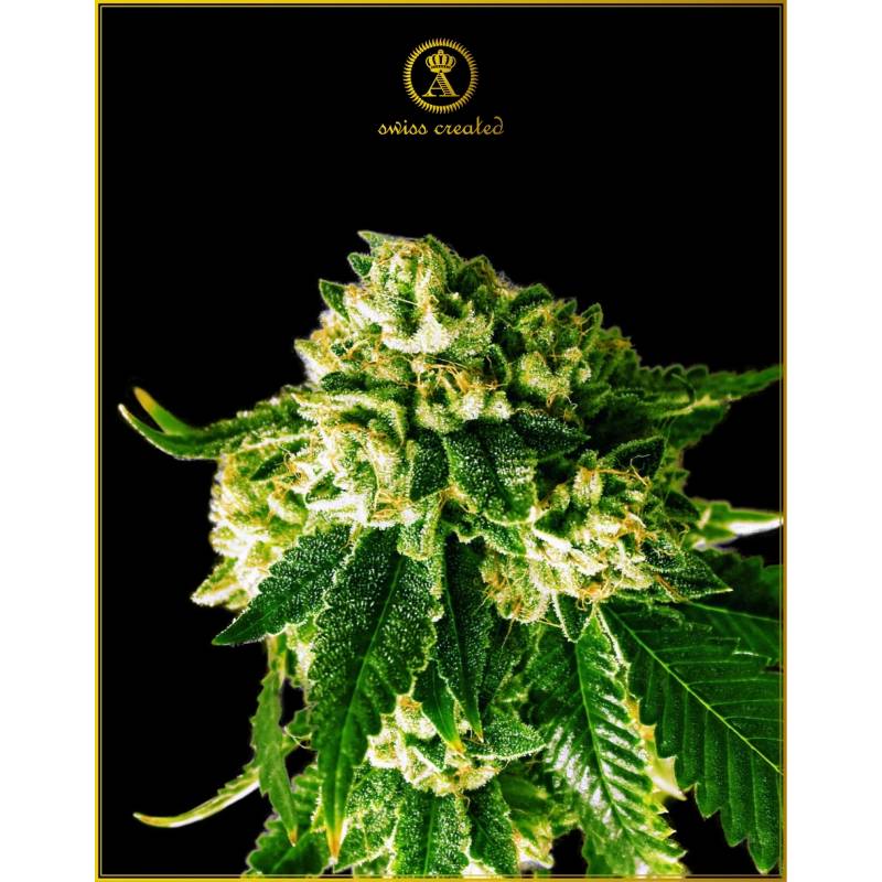 Russian Gold Fertilizantes de Anaconda Seeds