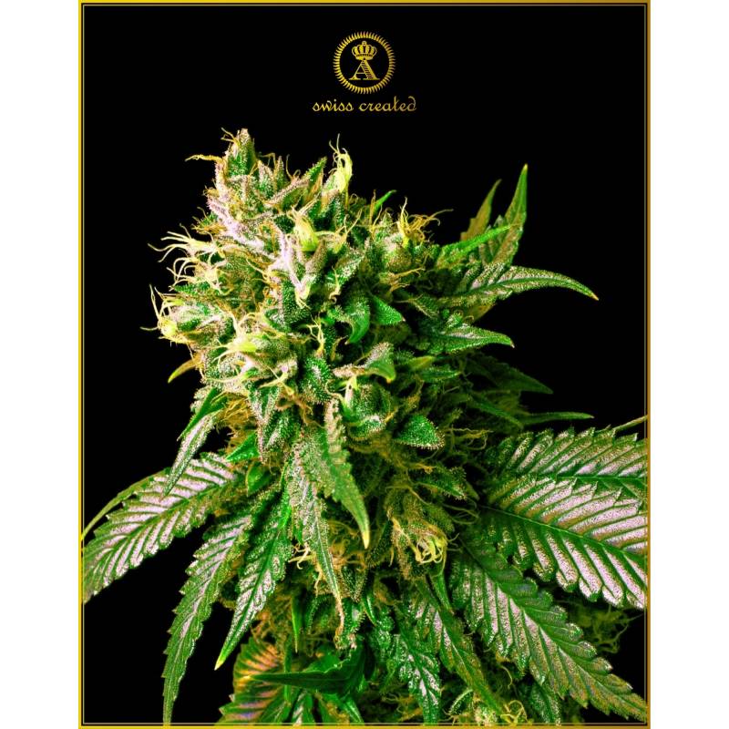 Strong Skunk Feminizada de Anaconda Seeds