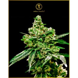White Widow Feminizada de Anaconda Seeds