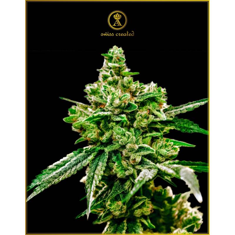 White Widow Feminizada de Anaconda Seeds