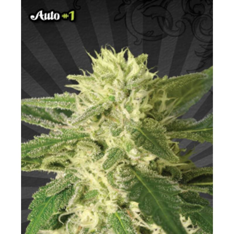 Auto 1 Autofloreciente de Auto Seeds