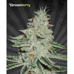 Dreamberry Auto Seeds