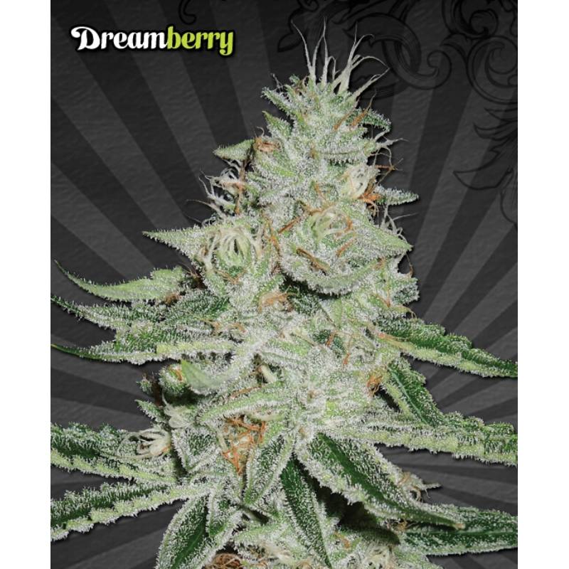 Dreamberry Auto Seeds de Auto Seeds