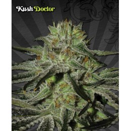 Kush Doctor Autofloreciente Feminizada de Auto Seeds