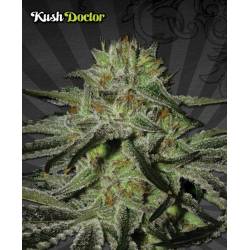 Kush Doctor Autofloreciente...