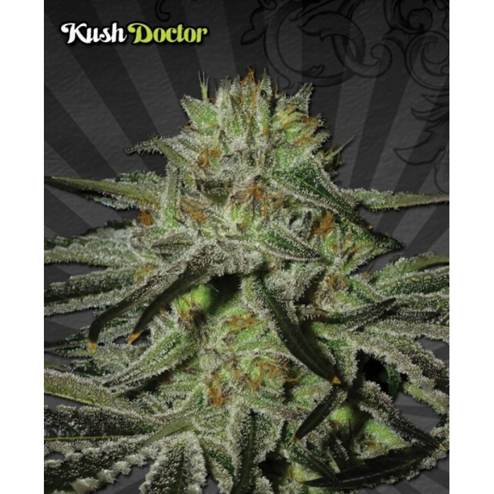 Kush Doctor Autofloreciente Feminizada de Auto Seeds